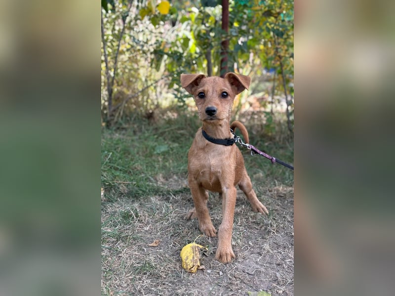 Flynn - Hundekind sucht eine liebevolle Familie!