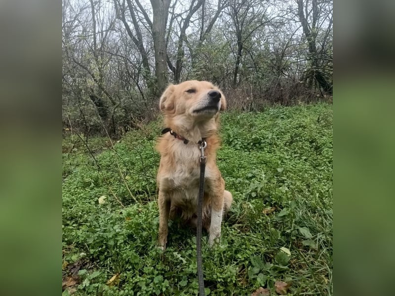 Benji Tierschutzhund sucht ein Zuhause