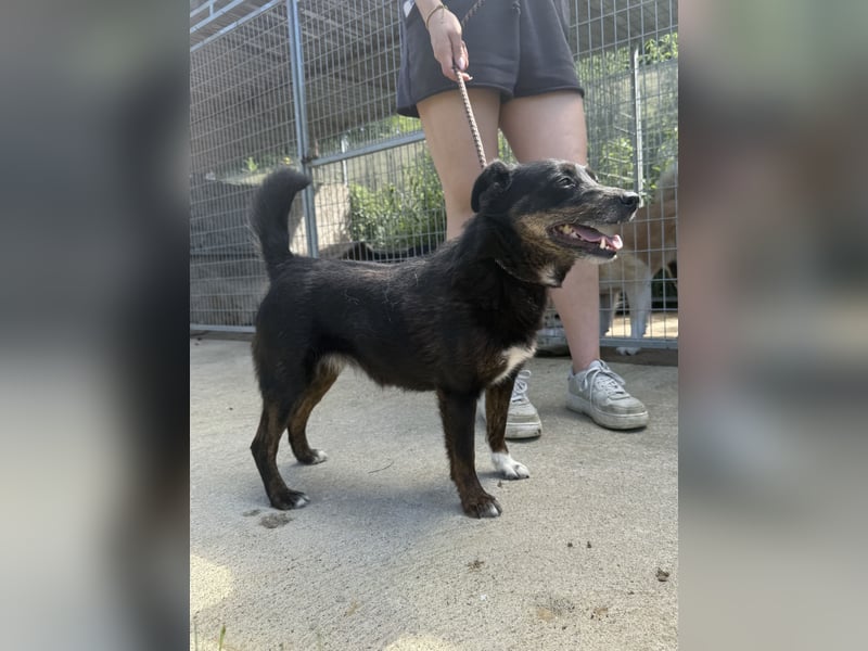 Trixie - Kämpferin sucht großes Glück