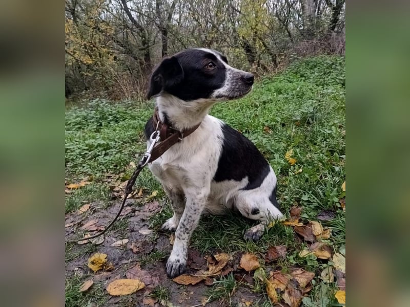 Minnie Tierschutzhund sucht ein Zuhause