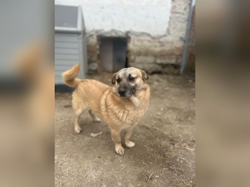 TONI, verschmustes Notfellchen, 3 Jahre, 29 cm, Mischling, Tierschutz Rumänien