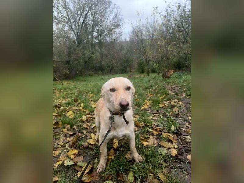 Billy Tierschutzhund sucht ein Zuhause