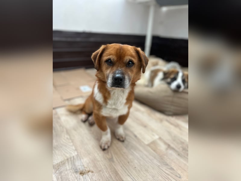 ⭐️TAC⭐️, neugieriger Rüde, 2 Jahre, 35 cm, Mischling, Tierschutz