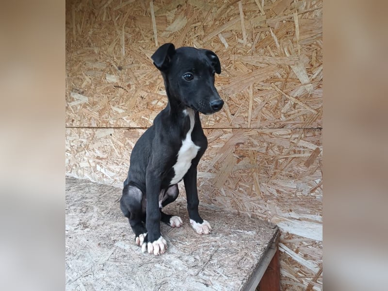 Sonic Tierschutzhund sucht ein Zuhause