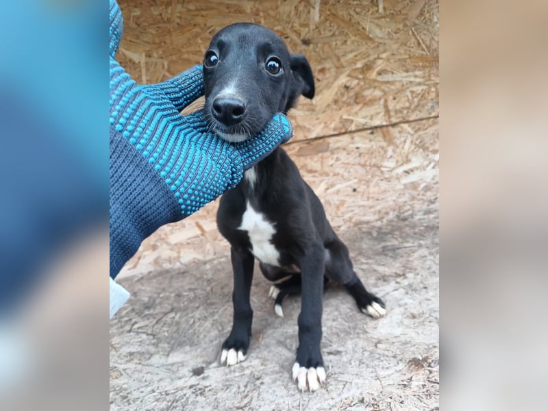 Smartie Tierschutzhund sucht ein Zuhause