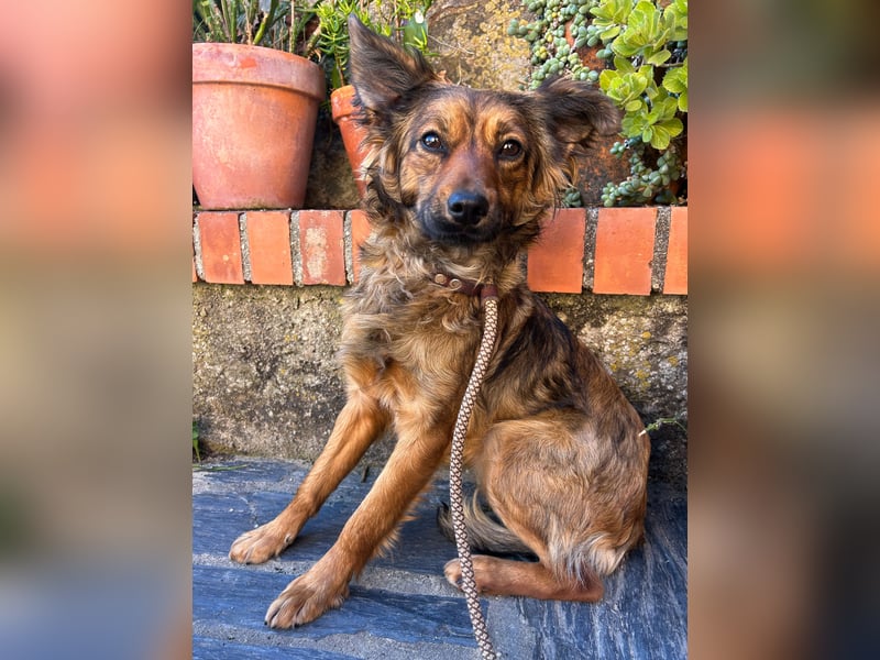Zauberhafter Joka wartet in Portugal auf unserem Tierschutzhof!