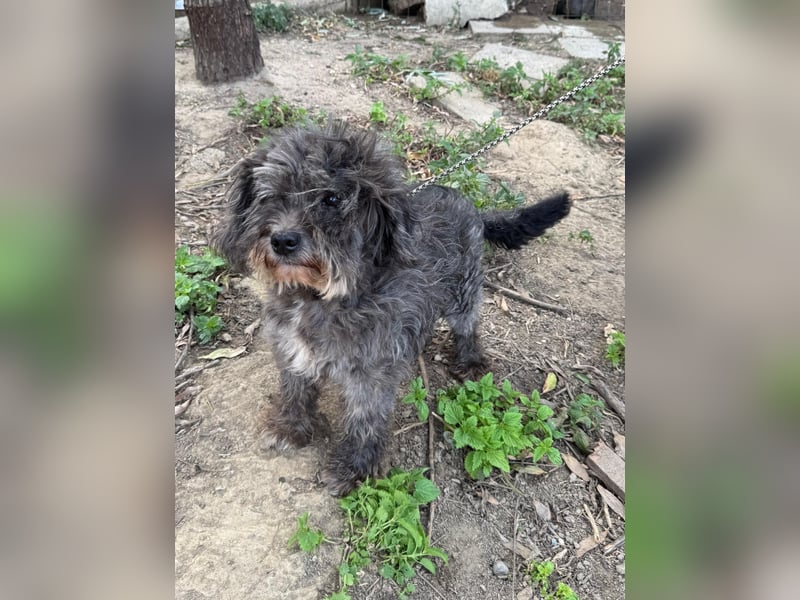 Picúr sucht ein Zuhause voller Liebe