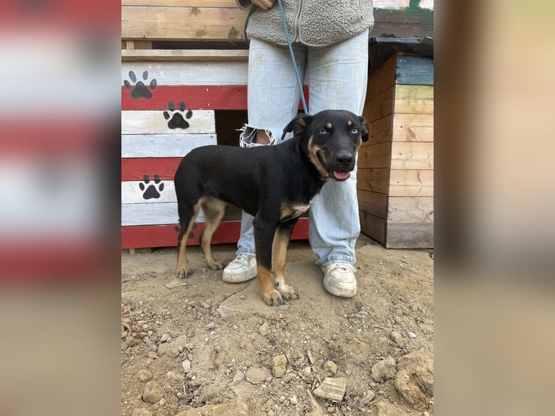 Rizling möchte zeigen, was in ihr steckt