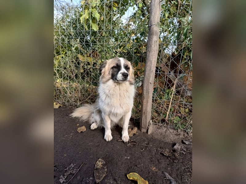 Mogli Tierschutzhund sucht ein Zuhause