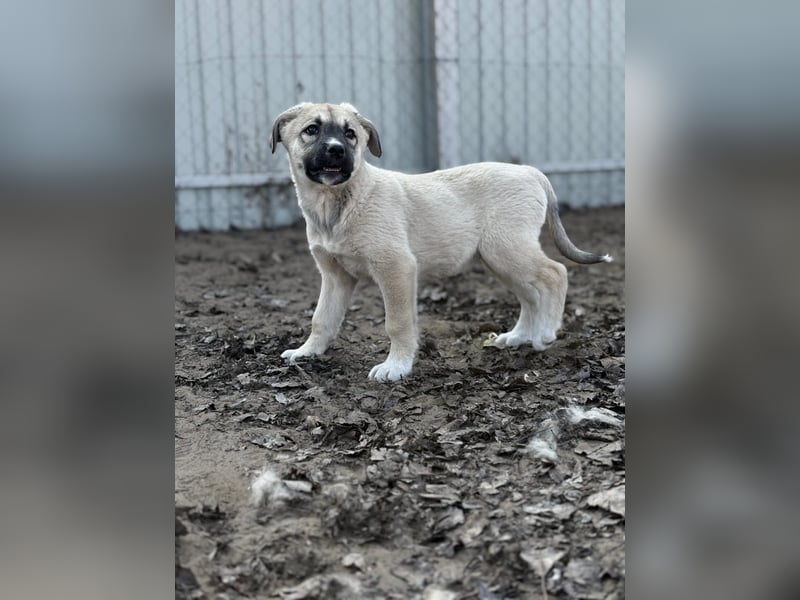 Nala sucht ihr Glück