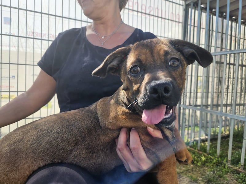 Gazsi sucht seine Menschen