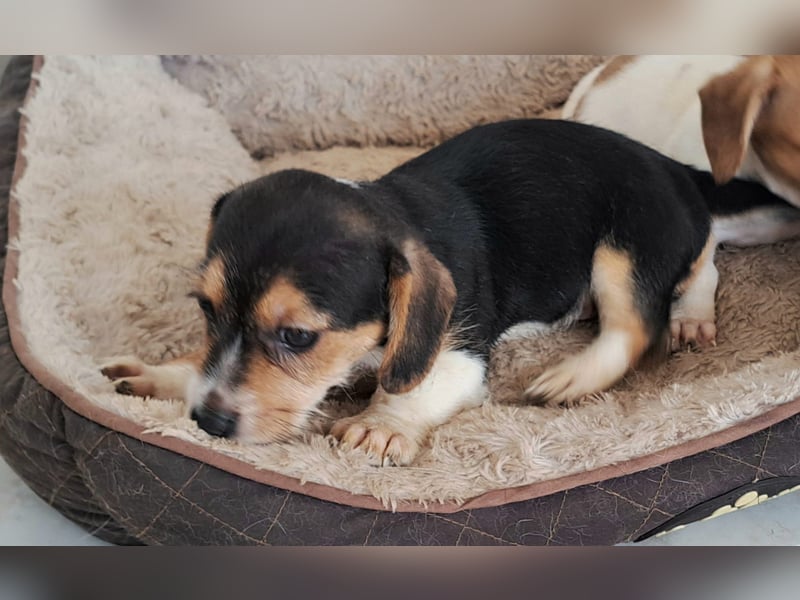 Yuki - kleiner Mann auf der Suche nach seinem Glück