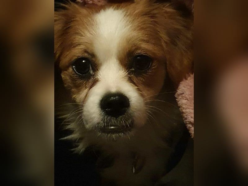 ANA - auf Pflegestelle in 52355 Düren