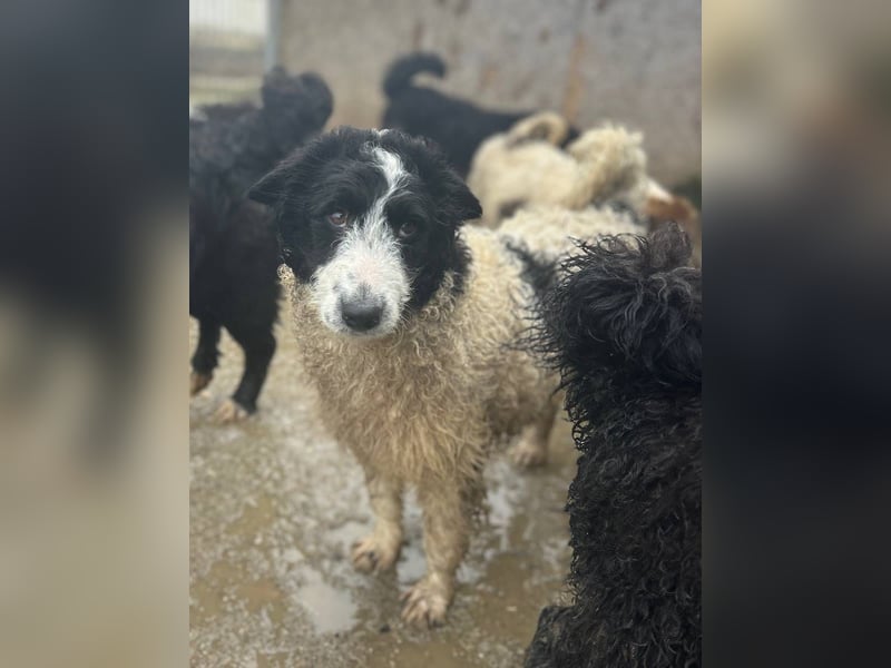 ⭐️GALAXIE⭐️, Hündin, 8 Monate, 36 cm, Mischling, Tierschutz