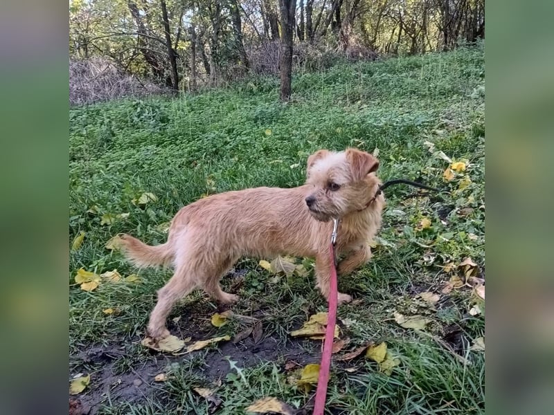 Ruby Tierschutzhund sucht ein Zuhause