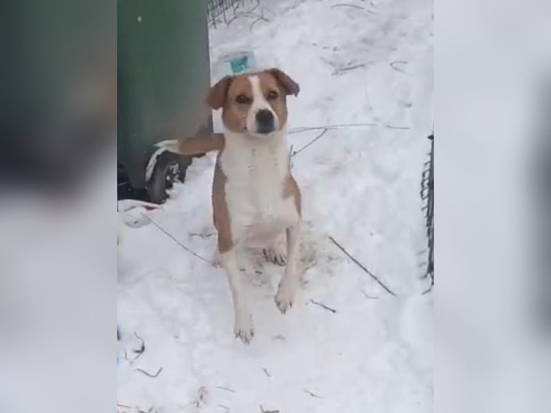 ⭐️NAKKI⭐️, Hündin, 3,5 Jahre, 40 cm, Mischling, Tierschutz