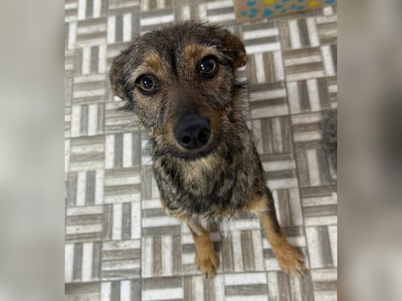 ⭐️ Alexa⭐️, liebevolles Hundekind, 10 Monate, 36 cm, Mischling, Tierschutz