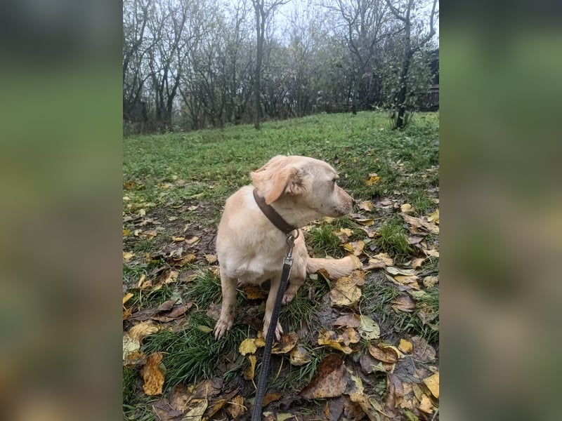 Billy Tierschutzhund sucht ein Zuhause