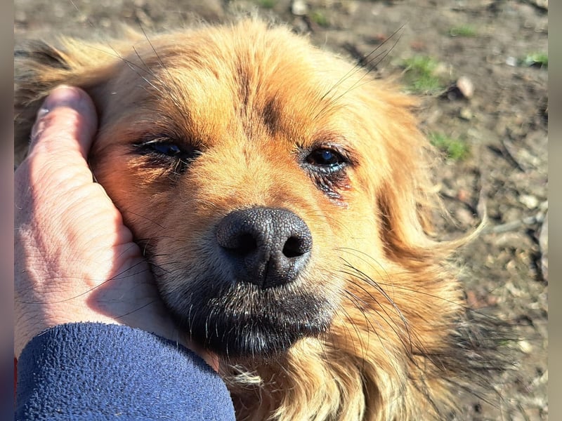 Timi sucht wieder sein Zuhause
