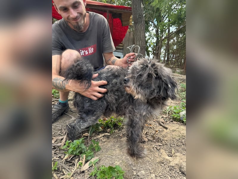 Picúr sucht ein Zuhause voller Liebe