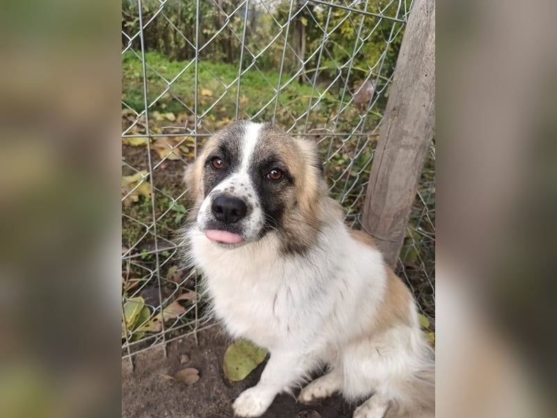 Mogli Tierschutzhund sucht ein Zuhause
