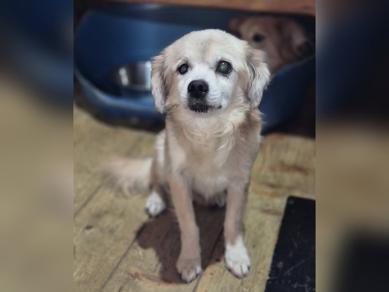 Kleiner Rüde Clyde sucht sein neues Zuhause