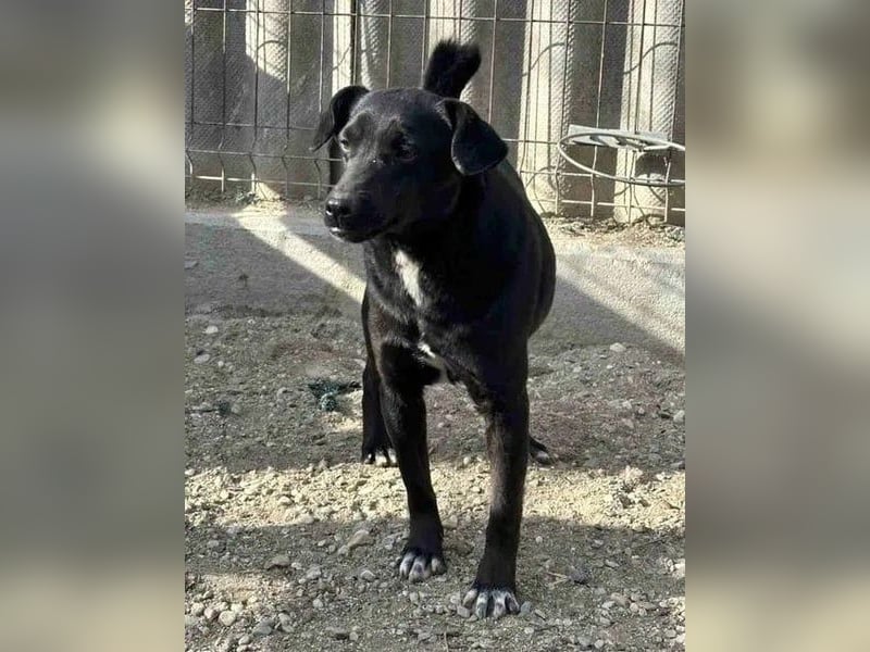 ⭐️RANA⭐️, vorsichtige Hündin, 4,5 Jahre, 38 cm, Mischling, Tierschutz Rumänien