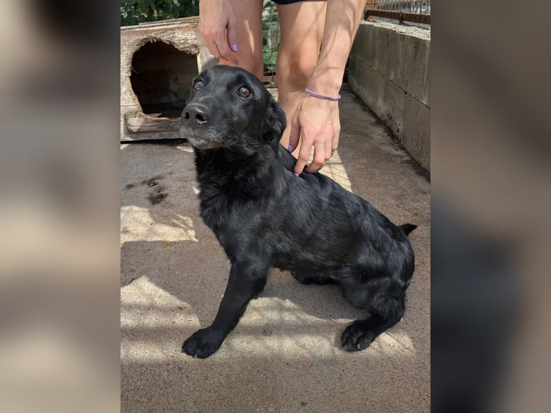 Majka, zarter, lieber Hundemann