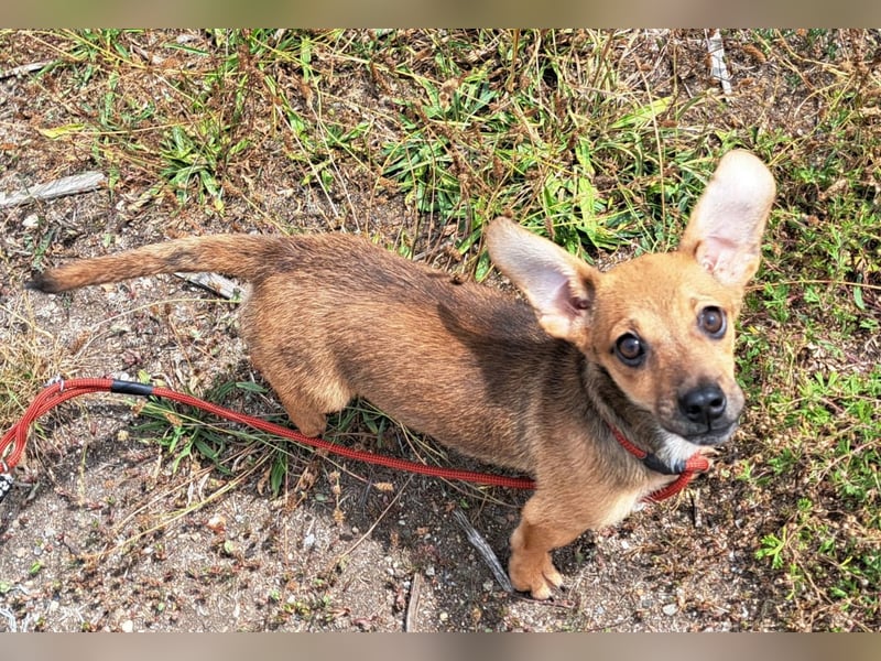 Kleine Lumi kann bald in Hessen besucht werden
