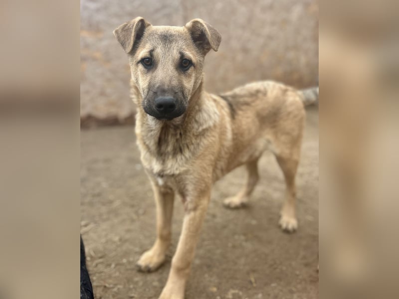 ⭐️Plisch⭐️, verschmuster Welpenmann, 5 Monate, 40 cm, Mischling, Tierschutz