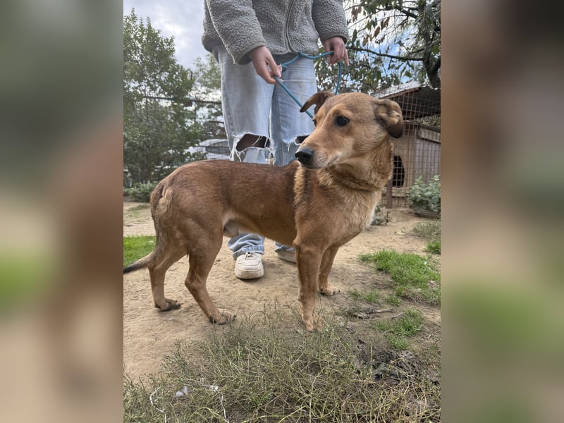 Pityke - freundlicher Hundemann sucht liebevolles Zuhause