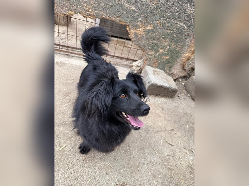 Pamacs wartet auf einen Neuanfang