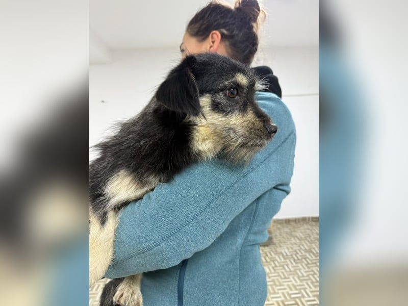 ⭐️Tahia⭐️, kleine Zottel-Maus, Hündin, 1,5 Jahre, 30 cm, Mischling, Tierschutz