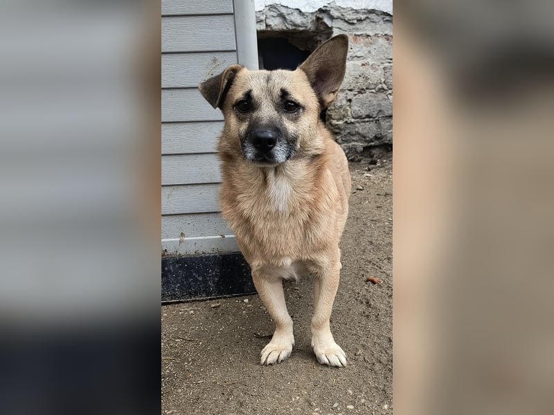 Nofell ⭐️TONI⭐️, Rüde, 3 Jahre, 29cm, Mischling, Tierschutz Rumänien