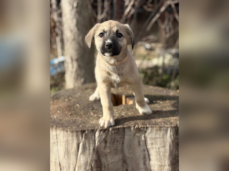 Nala sucht seine Familie