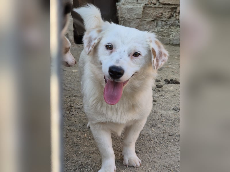 ⭐️FELIA⭐️, reizende Hündin, 1 Jahr, 34cm, Mischling, Tierschutz