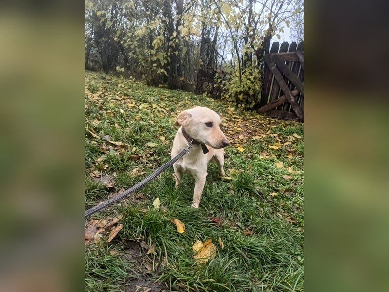 Billy Tierschutzhund sucht ein Zuhause