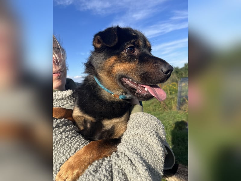 Kolos hat viel Liebe zu geben