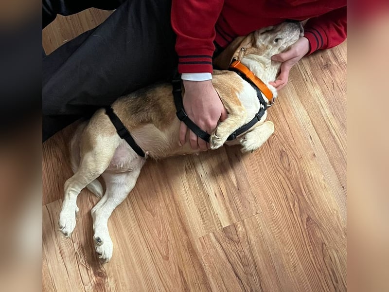 DAISY, Super-Omi, 10 Jahre, 36 cm, Beagle-Mix, Tierschutz, Pflegestelle Leipzig