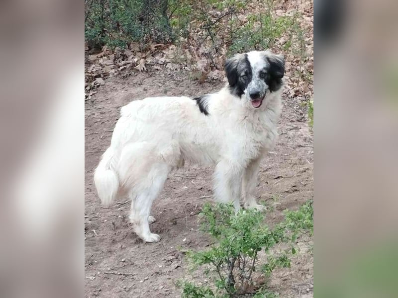 ⭐️RIKY⭐️, hübscher Rüde, 2 Jahre, 35 cm, Mischling, Tierschutz