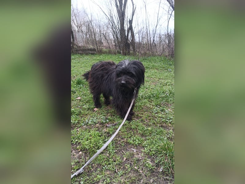 Kalle Tierschutzhund sucht ein Zuhause