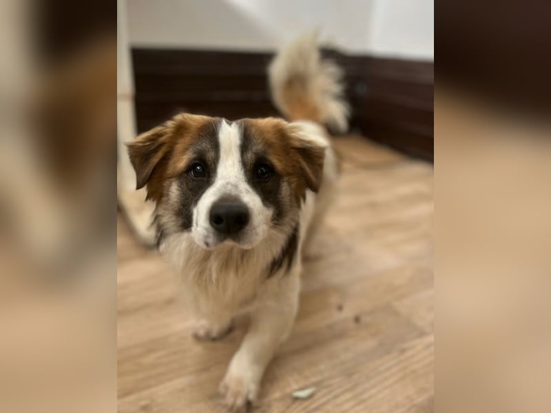 TOC, kleiner Kerl, 2 Jahre, 35 cm, Mischling, Tierschutz Rumänien