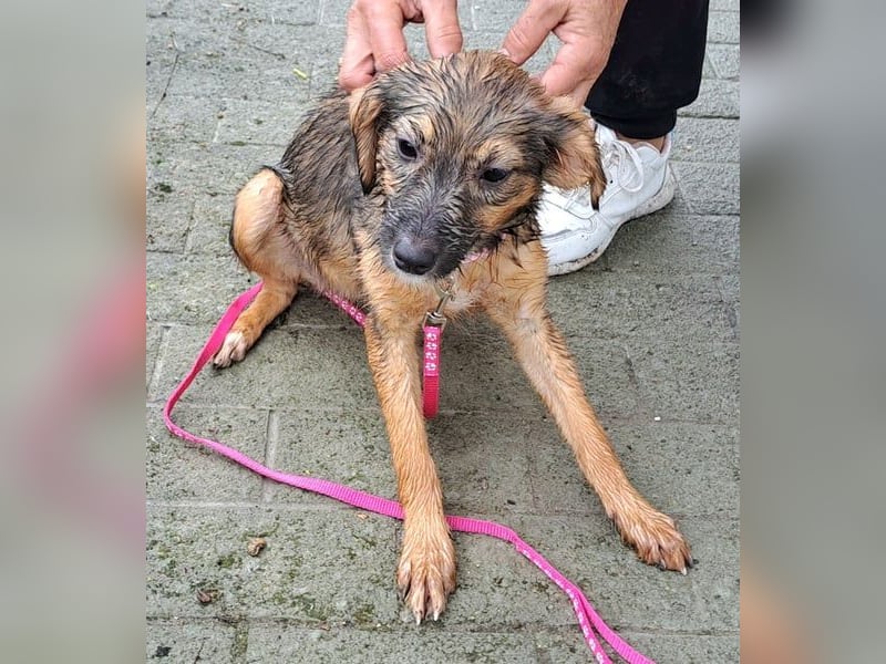 Junghündin Kylo 38cm, möchte Rumänien ganz schnell verlassen