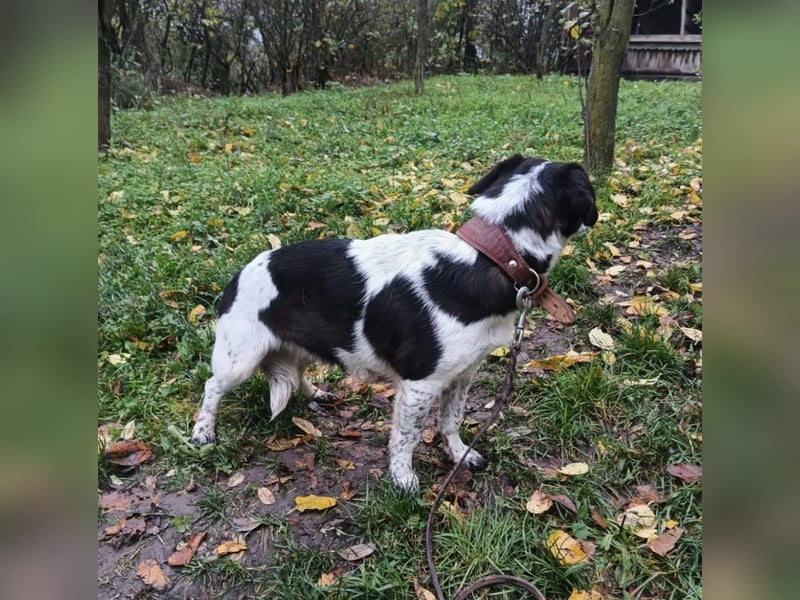 Minnie Tierschutzhund sucht ein Zuhause