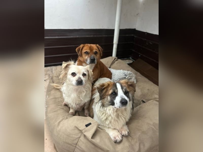 TOC, süßer, kleiner Kerl, Rüde, 2 Jahre, 35 cm, Mischling, Tierschutz