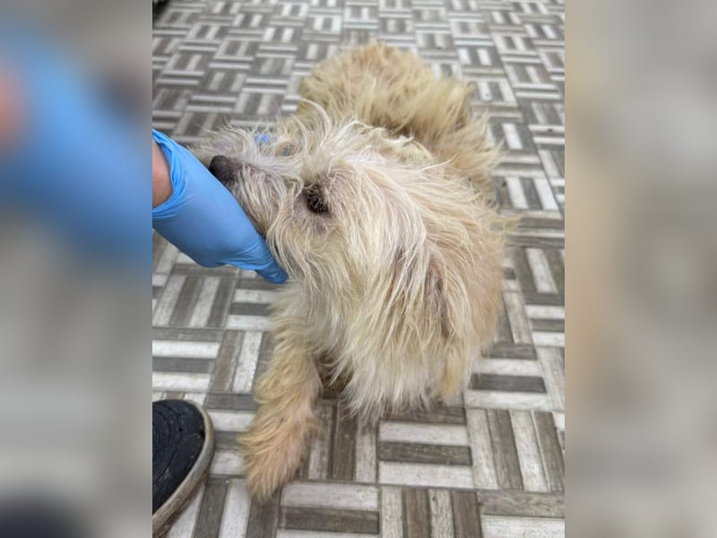 ⭐️LILO⭐️, Hündin, 2 Jahre, 30 cm, Mischling, Tierschutz