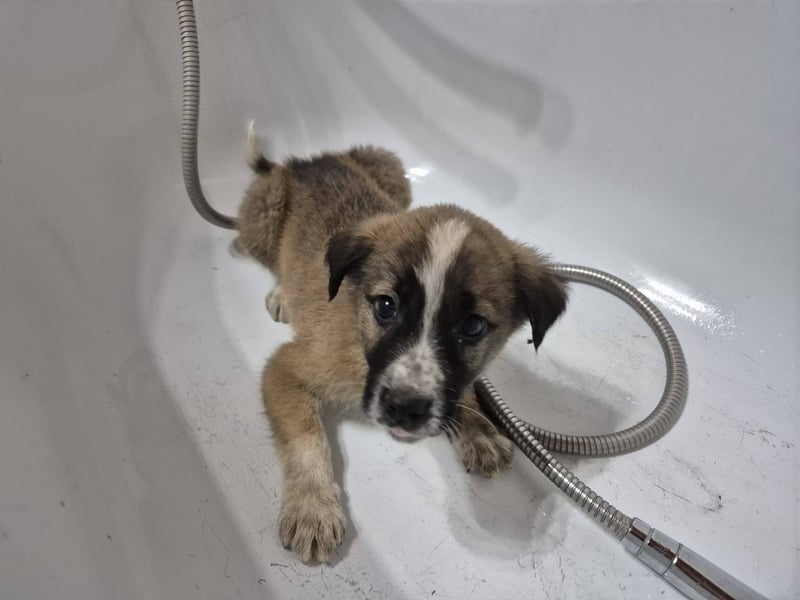 Welpenrüde 273769 stellt sich vor