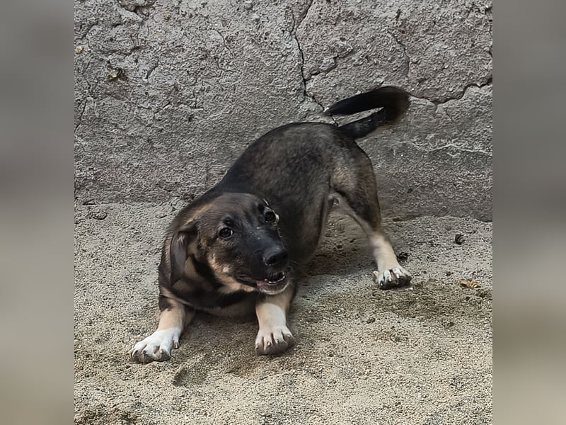⭐️ILLA⭐️, aufgewecktes Hundekind, Hündin, 7 Monate, im Wachstum, Mischling, Tierschutz