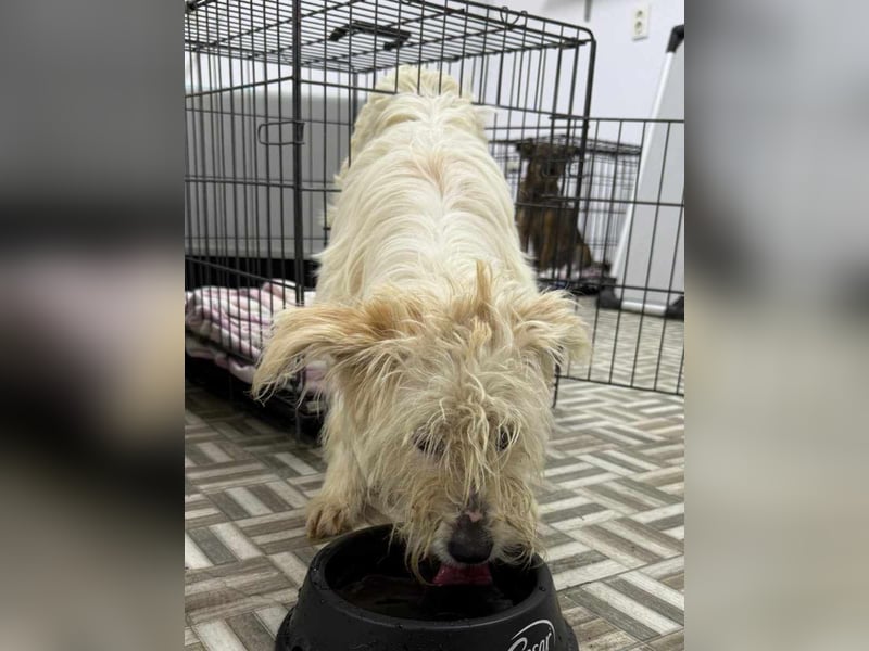 ⭐️STITCH⭐️, Hündin, 1,5 Jahre, 35 cm, Mischling, Tierschutz