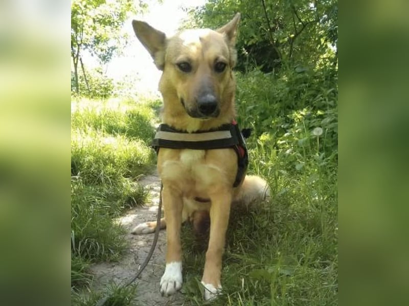 Nayana Tierschutzhund sucht ein Zuhause